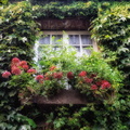 honfleur-flowered-window-p9130077-1100px.jpg