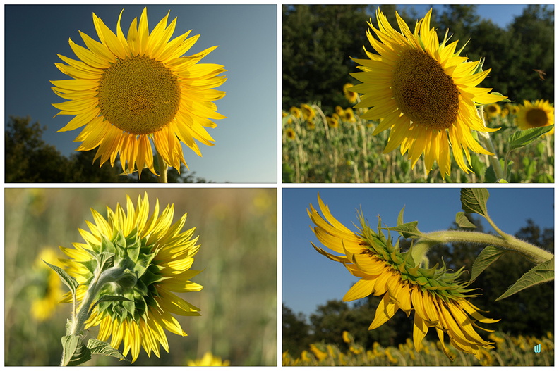 Sunflowers-Serie-001-1100px
