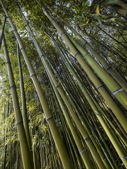 Bamboos-Diagonal-P9120199-progress-002-1100px.jpg