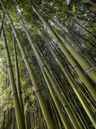 Bamboos' Diagonal