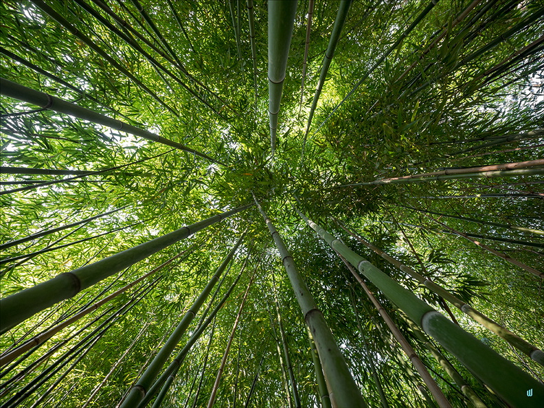 Bamboos Dôme