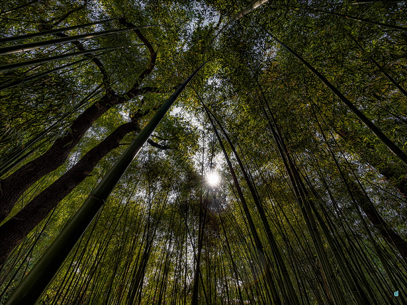 Bamboos Forest