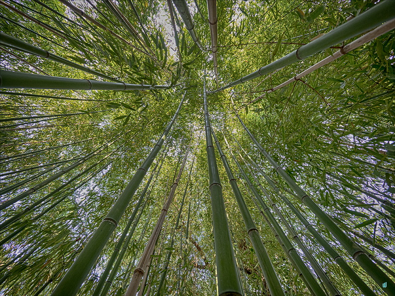 Infinite Bamboos