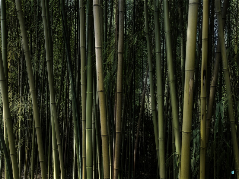 Deep Dark Bamboo Forest