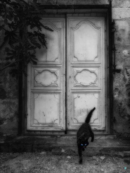 Chablis-Cat-White-Door-P5170309-ok-1100px.jpg