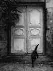 The cat & the white door