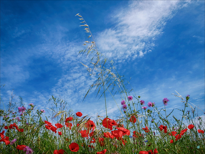 Poppies and Big Blue Sky