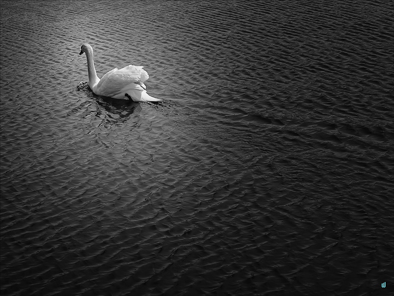 Fleeing Swan