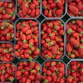 Strawberry-Packs-P5031110-rework-001-ok.jpg
