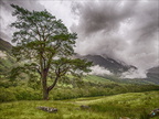 William - Intense Landscapes