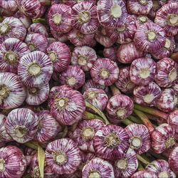 William - Jour de Marché