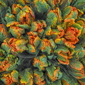 W-Green-Tulips-Orleans-P4130565-001-1100px.jpg