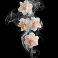 Stacked-w-Woman-Smoke-Shape-001-cropped-003-733px.jpg
