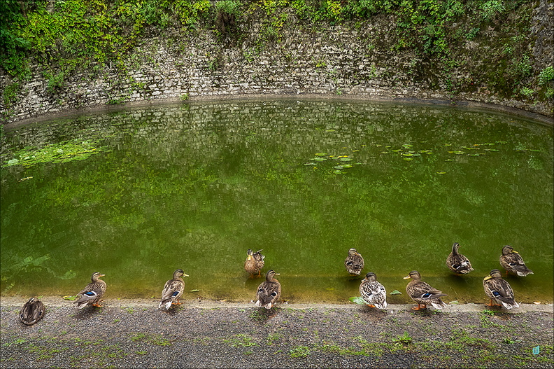 Eleven blue wings ducks