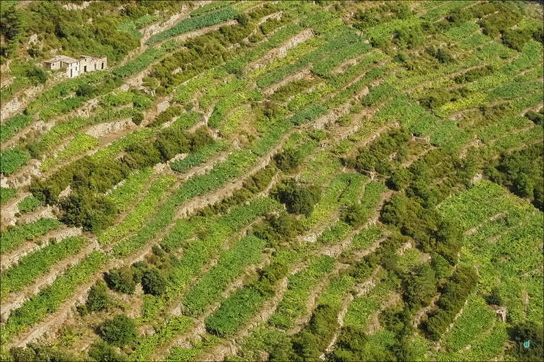 Cinque Terre - Vigneto