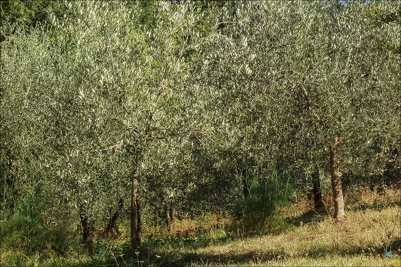 Toscana - Ulivi