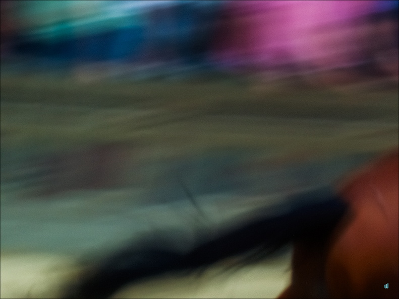 2007 08 16 596-horse-001 copie-733px