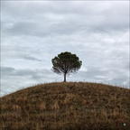 2007 08 24 136-tree-square-color-001-B copie-733px