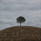 2007 08 24 136-tree-square-color-001 copie-733px