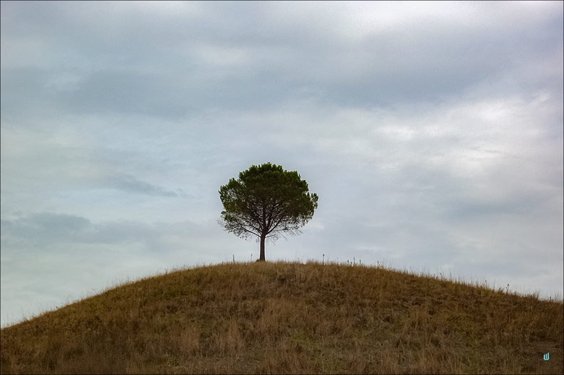 2007 08 24 137-tree copie-1100px