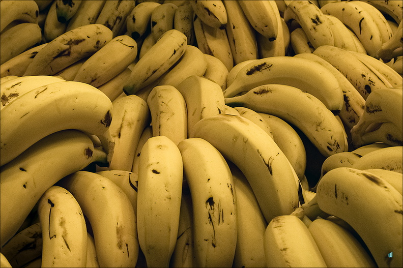 P4250189-bananas copie-1100px