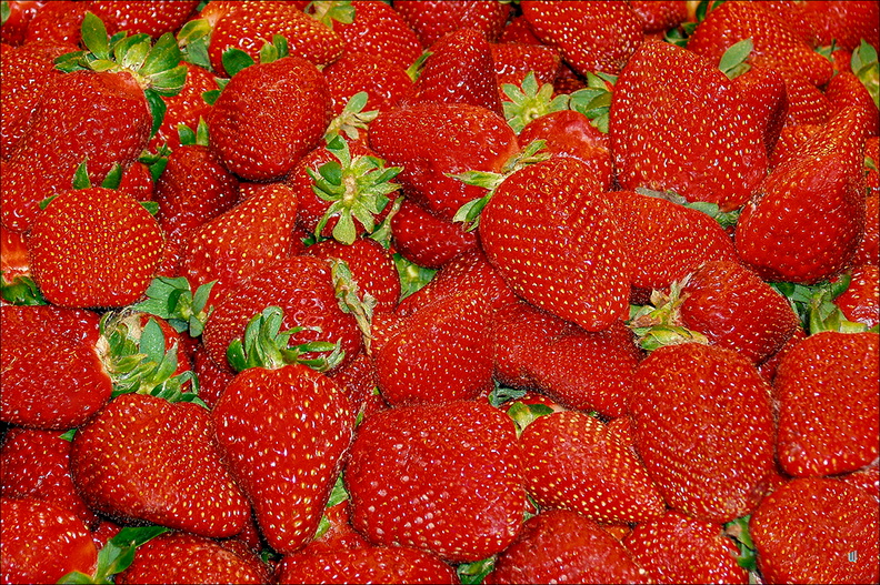 P4250198-fragola copie-1100px