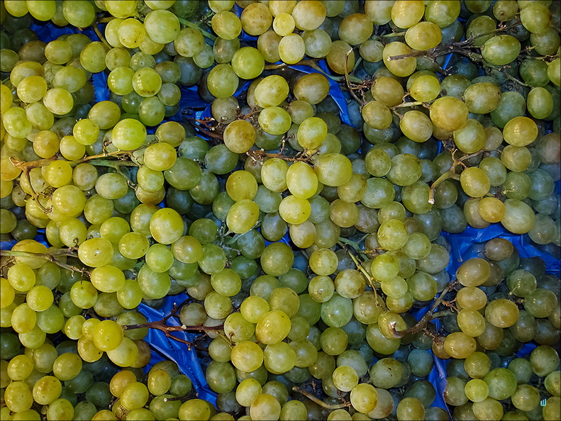 P4250201-grappes copie-733px