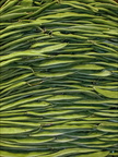 P4250210-cocos-V copie-733px