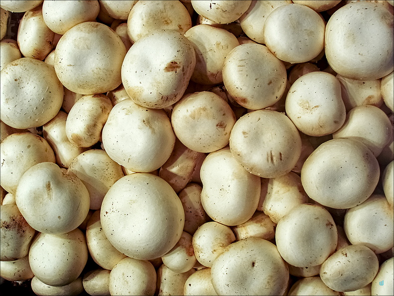 P4250211-White-Mushrooms copie-733px