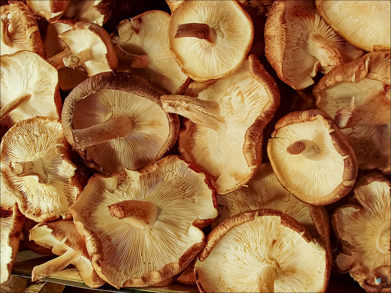 P4250213-mushrooms copie-733px