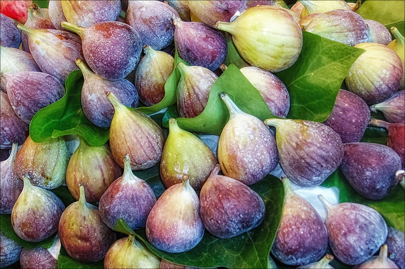 P4250220-figues-24x36 copie-1100px