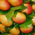 P4250221-mango-square copie-733px