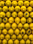 P4250203-lemons-V-ok copie-733px