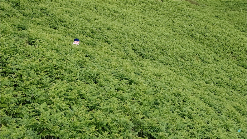 P6133633-green-16x9 copie-733px