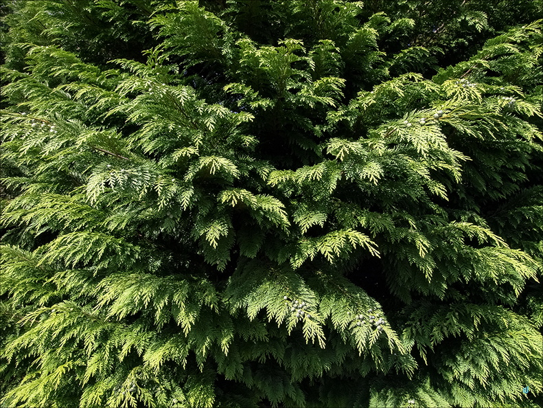 P6143739-green copie-733px