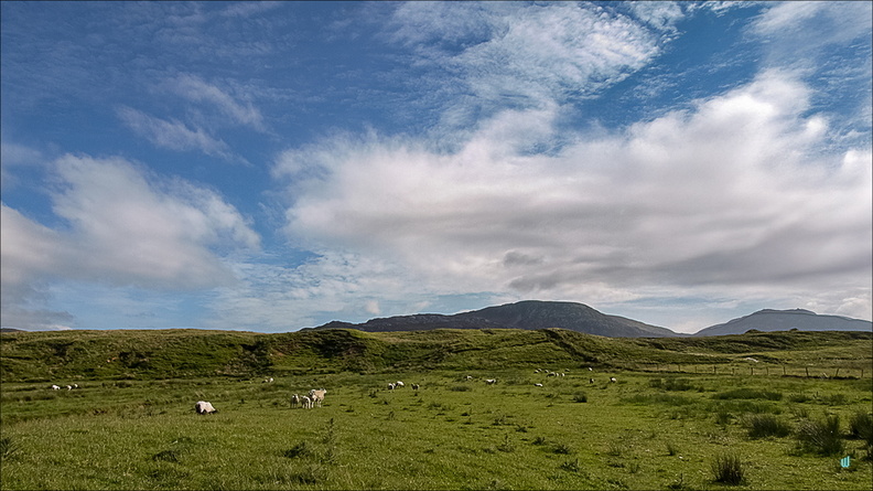 P6143806-field copie-733px