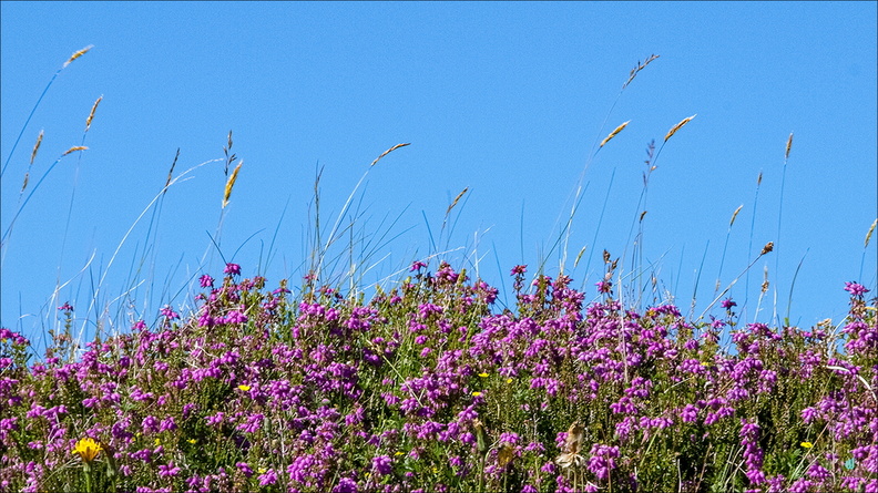 P6204600-flowers-16x9 copie-733px