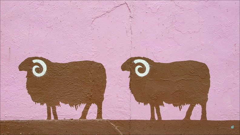 P6234919-moutons-16x9 copie-733px