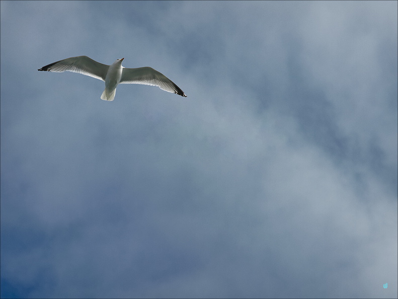 P6245252-mouette copie-733px