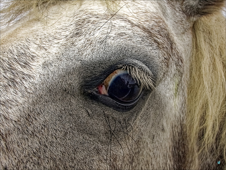 P6255343-horse-eye copie-733px