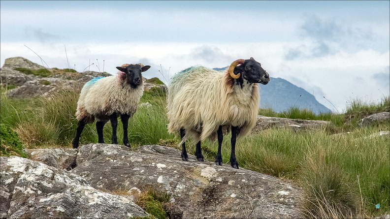 P6255369-moutons-16x9 copie-733px