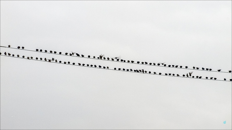 P6255417-birds-16x9-B&amp;W copie-733px