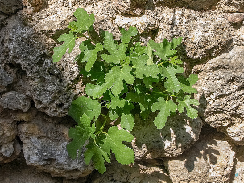 Fico su un muro di pietra