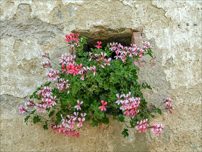 Fiori v.2.0