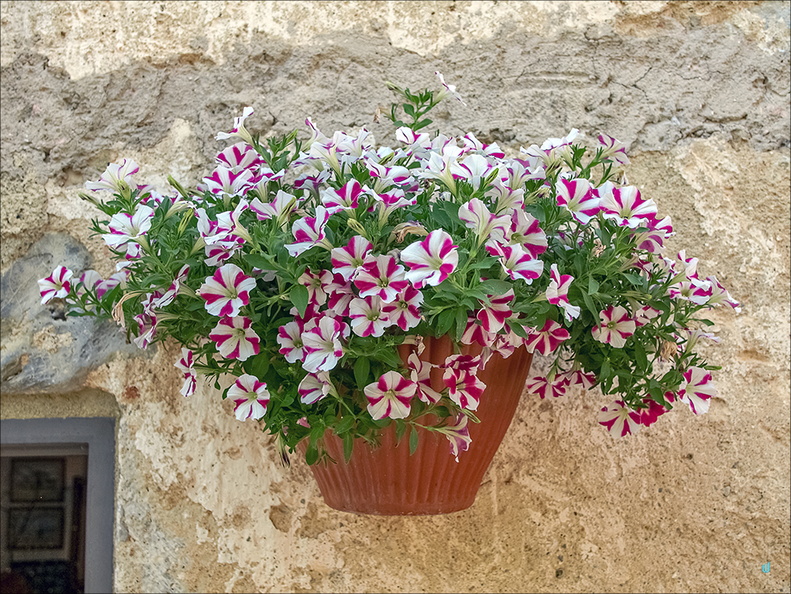 Fiori v.1.0