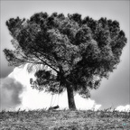 Dondola B&W 02