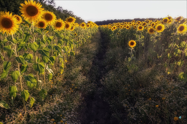 Campi di girasoli