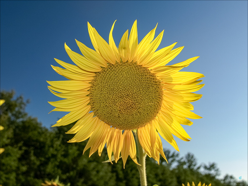 Girasole F2
