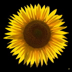 Girasole F1