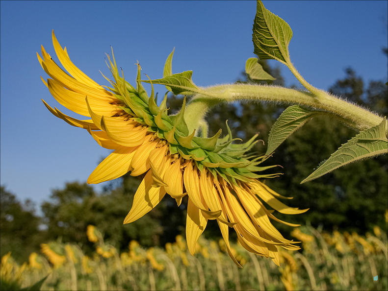 Girasole L